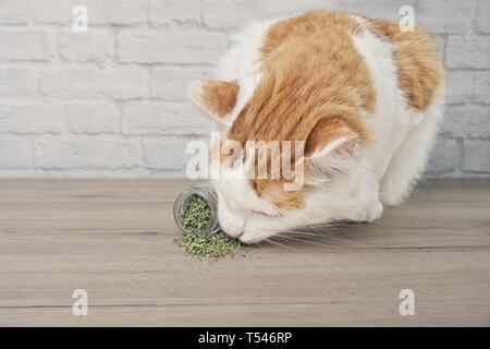 Carino tabby cat sniffing su essiccato erba gatta. Foto Stock