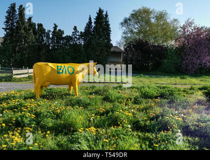 Neuwied, Germania - 19 Aprile 2019: la scultura di un yellowcow con verde ' BIO" in piedi su un prato con la fioritura di tarassaco Foto Stock