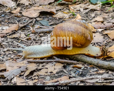 Una lumaca pallido con un guscio di lumaca attraversando un piccolo ramo sul terreno Foto Stock