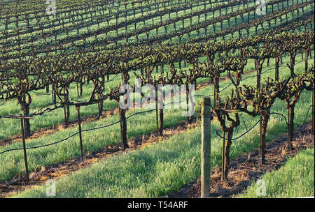 Modello lineare dei filari di viti di un vigneto. Foto Stock