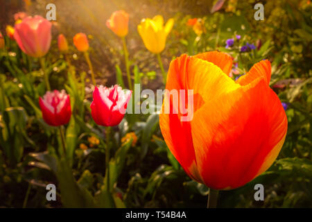 Tulipani ornamentali fiori in un giardino o un cortile nel tardo pomeriggio di sole caldo versando i raggi di luce. Un rosso e giallo del blumo è il foregrou Foto Stock