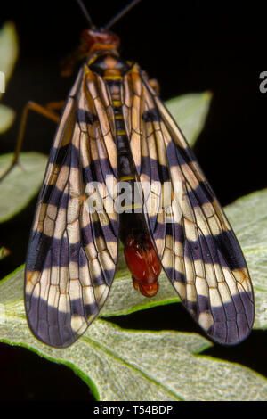 Scorpione maschio fly Panorpa meridionalis mecoptera in posa sulla foglia verde Foto Stock