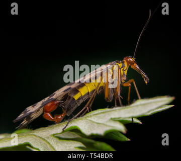 Scorpione maschio fly Panorpa meridionalis mecoptera in posa sulla foglia verde Foto Stock