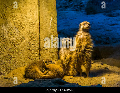 Simpatico ritratto di famiglia di meerkats insieme, due in piedi e due a giocare sul terreno, il famoso zoo di animali e animali domestici Foto Stock