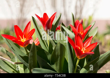 Rosso brillante tulip fiori in una mattina di sole. Primavera Foto Stock