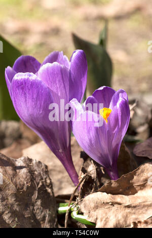 Crocus lilla fiori crescono attraverso foglie vecchie. Giornata di sole primaverile. Profondità di campo, bokeh sfondo, immagine verticale Foto Stock