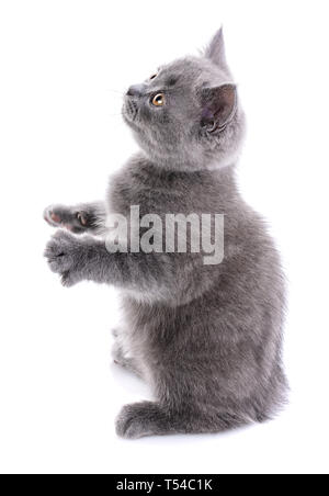 Fluffy cat guarda a sinistra. Cat sulle zampe posteriori. Grigio divertenti gattino guarda verso l'alto. Un gatto con un peloso i baffi è isolato su uno sfondo bianco Foto Stock