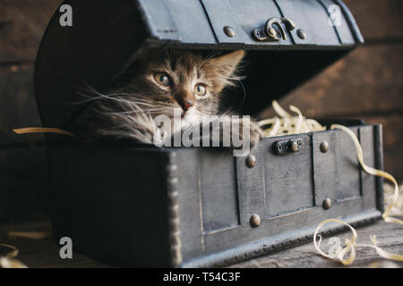 Un piccolo, soffici gattino giacente in una scatola con segatura. Foto Stock