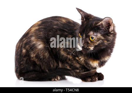 Una pelliccia gattino si siede e si guarda a sinistra. Dark gattino sdraiato lateralmente su uno sfondo bianco. Poster per negozi per animali da compagnia Foto Stock