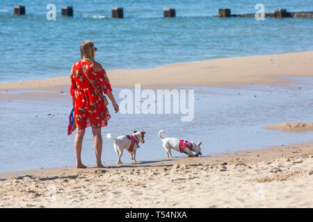 Bournemouth Dorset, Regno Unito. 21 apr 2019. Regno Unito: meteo canicola continua con caldo e soleggiato, come testa beachgoers al mare per godere del calore e del sole a Bournemouth spiagge per le vacanze di Pasqua - metà mattina e già le spiagge sono sempre imballati, come sunseekers arrivarci presto per ottenere il loro spazio. Donna in rosso vestito fiorito camminando lungo la riva del mare con due cani. Credito: Carolyn Jenkins/Alamy Live News Foto Stock