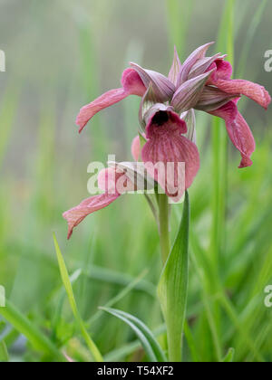 Wild Orchid, Serapias neglecta. Un gambo di fiore contro sfondo pallido. Foto Stock