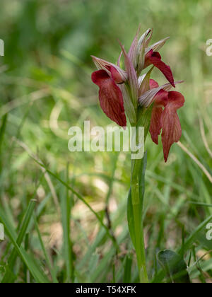 Wild Orchid, Serapias neglecta. In particolare colorate, forse ibrido naturale. Un gambo di fiore contro sfondo pallido. Foto Stock