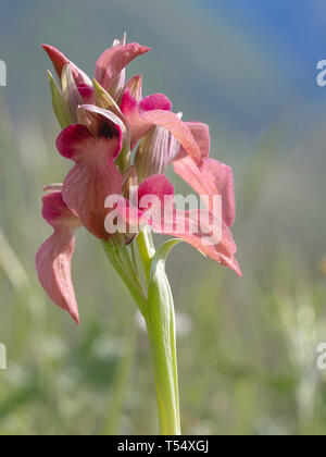 Wild Orchid, Serapias neglecta. Un gambo di fiore contro sfondo pallido. Retro illuminato dal sole. Foto Stock