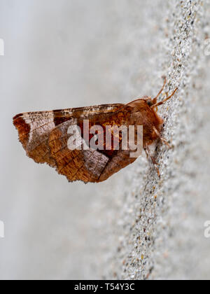 Viola thorn tarma (Selenia tetralunaria). Sulla parete pallido sfondo. Foto Stock