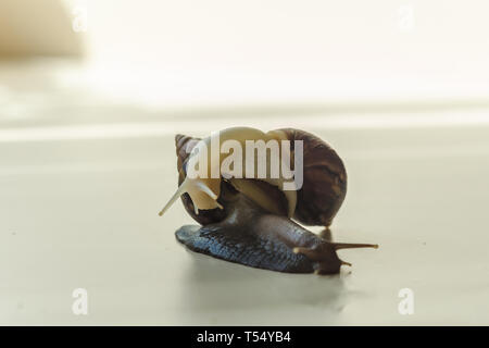 Due Achatina lumache su sfondo chiaro. Extreme close-up la fotografia macro di molluschi. Anti-invecchiamento slime. Fokus selettiva Foto Stock