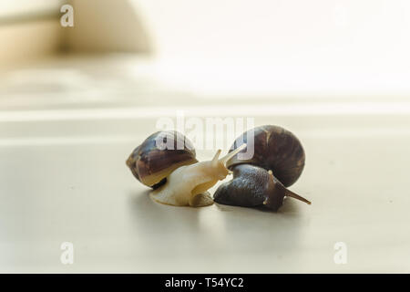 Due Achatina lumache su sfondo chiaro. Extreme close-up la fotografia macro di molluschi. Anti-invecchiamento slime. Fokus selettiva Foto Stock