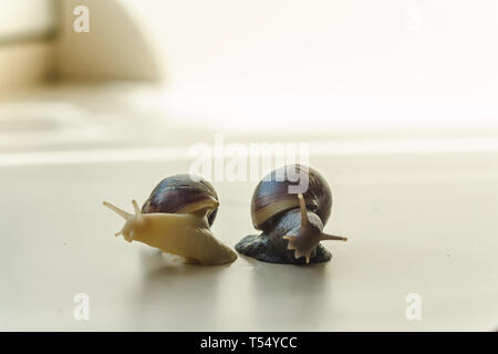 Due Achatina lumache su sfondo chiaro. Extreme close-up la fotografia macro di molluschi. Anti-invecchiamento slime. Fokus selettiva Foto Stock