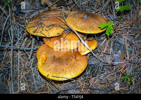 Suillus grevillei comunemente noto come Greville's bolete e larice bolete - commestibili e di funghi deliziosi. Foto Stock