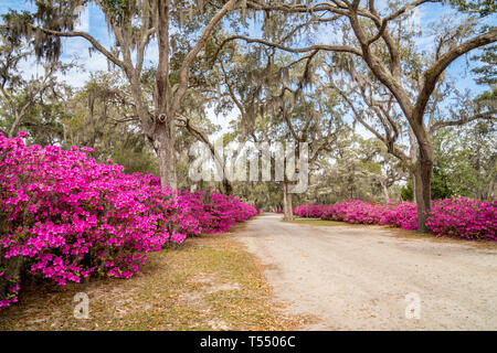 Azalea fiori in piena fioritura lungo il viale di querce nel cimitero Bonaventura a Savannah, Georgia Foto Stock