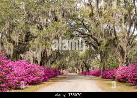 Azalea fiori in piena fioritura lungo il viale di querce nel cimitero Bonaventura a Savannah, Georgia Foto Stock