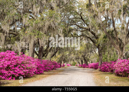 Azalea fiori in piena fioritura lungo il viale di querce nel cimitero Bonaventura a Savannah, Georgia Foto Stock