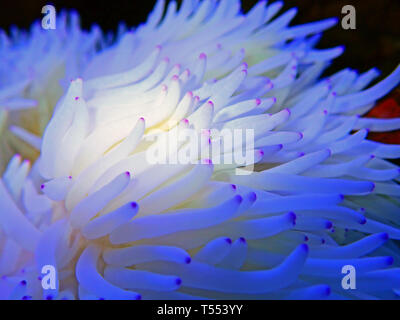 Bianco Anemone Sebae - (Heteractis crispa) Foto Stock