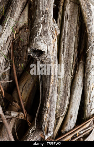 Albero caduto filiali e ramoscelli che copre il terreno sottostante. Foto Stock