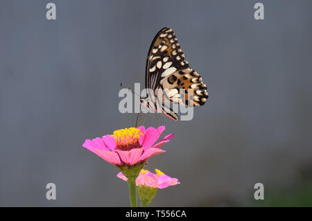 Fiori e farfalla in giardino, street, tutte intorno al vostro fianco, con il bellissimo colore, colore giallo, come tempo di estate Foto Stock