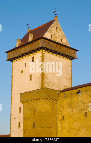 La torre principale (lunga Hermann) del castello medievale di Narva close-up nella luce del sole al tramonto. Narva, Estonia Foto Stock