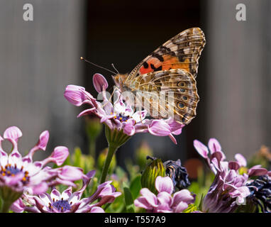 Profilo di un dipinto di lady butterfly su una lavanda whirlygig africani Margherita con una offuscata nero e grigio Foto Stock