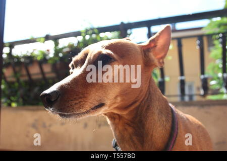 Giovani esemplari cucciolo di cane ​​breed. pet nella terrazza della casa in cui vive orgoglioso. femmina pinscher zwerg rosso o marrone colore Foto Stock