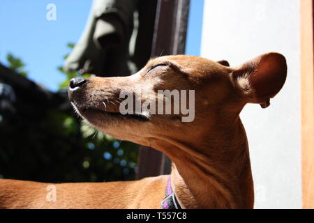 Giovani esemplari cucciolo di cane ​​breed. pet nella terrazza della casa in cui vive orgoglioso. femmina pinscher zwerg rosso o marrone colore Foto Stock