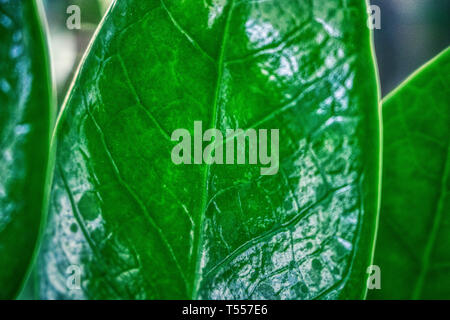 Questa singolare mostra fotografica di un luminoso verde foglia in close-up. Questa foto è stata scattata in Hua Hin in Thailandia Foto Stock