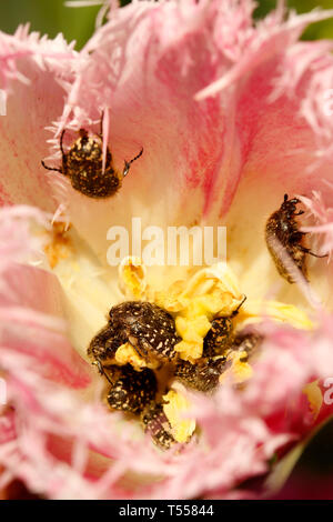 Coleotteri di mangiare il polline su un tulipano fiore. Foto Stock