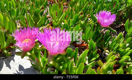 Vista dettagliata del Carpobrotus Edulis (Hottentot-fig) fucsia fiori sulla sabbia bianca della spiaggia di Budoni in Sardegna Foto Stock