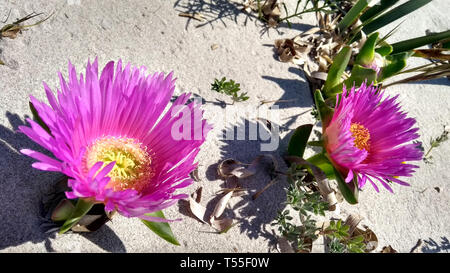 Vista dettagliata del Carpobrotus Edulis (Hottentot-fig) fucsia fiori sulla sabbia bianca della spiaggia di Budoni in Sardegna Foto Stock