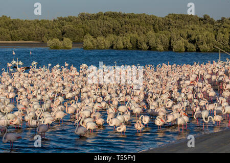 I UAE Dubai, Dubai Creek (Khor Dubai), Ras Al-Khor Wildlife Sanctuary, Flamingo (Phoenicopterus roseus) e dello skyline della città Foto Stock