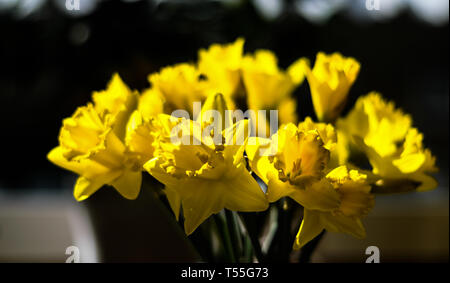 La luce del sole su narcisi in primavera Foto Stock