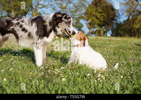 Due cani attiva la riproduzione con un giallo palla da tennis su erba verde parco. JACK RUSSELL E Border Collie Scottish avendo divertimento. Foto Stock