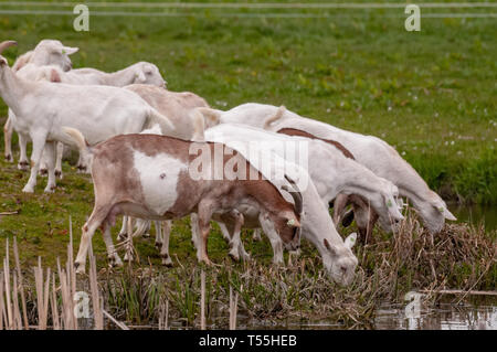 Un gruppo di capre bianche Foto Stock