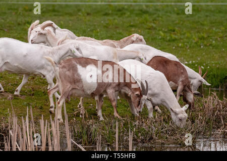 Un gruppo di capre bianche Foto Stock