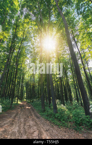 Vecchia strada di campagna attraverso il bosco di faggio. bellissimo paesaggio naturale. alberi di alto fusto con verdi corone in maggio. sun tra i rami Foto Stock