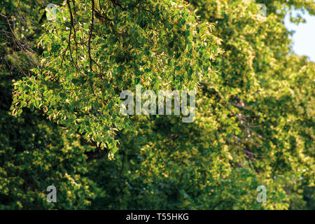 Rami di albero di tiglio in fiore. bella estate natura paesaggio. profondità di campo Foto Stock
