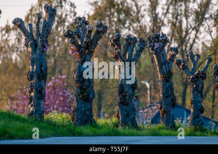 Pollard salici in Fiandra orientale Foto Stock