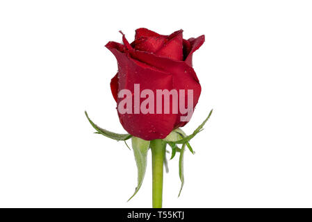 Primo piano focus impilati colpo di un isolato red rose isolato su sfondo bianco con tracciato di ritaglio Foto Stock