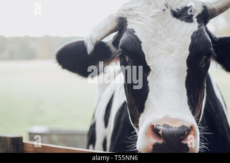 Chiudere l immagine a colori di un bianco e nero mucca con le corna Foto Stock