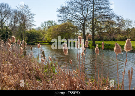 falcon prato bungay fiume waveney suffolk regno unito Foto Stock