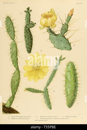 Bella vintage disegnati a mano illustrazioni di esotica cactus dal vecchio libro. Esso può essere utilizzato come un poster o un elemento decorativo per la progettazione di interni. Foto Stock