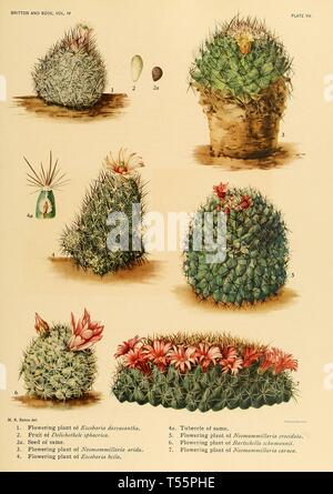 Bella vintage disegnati a mano illustrazioni di esotica cactus dal vecchio libro. Esso può essere utilizzato come un poster o un elemento decorativo per la progettazione di interni. Foto Stock