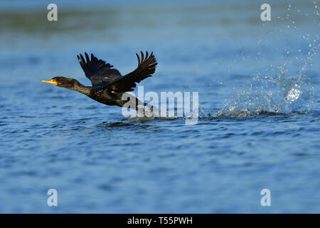 Cormorano a doppia crestata decollo sull'acqua Foto Stock